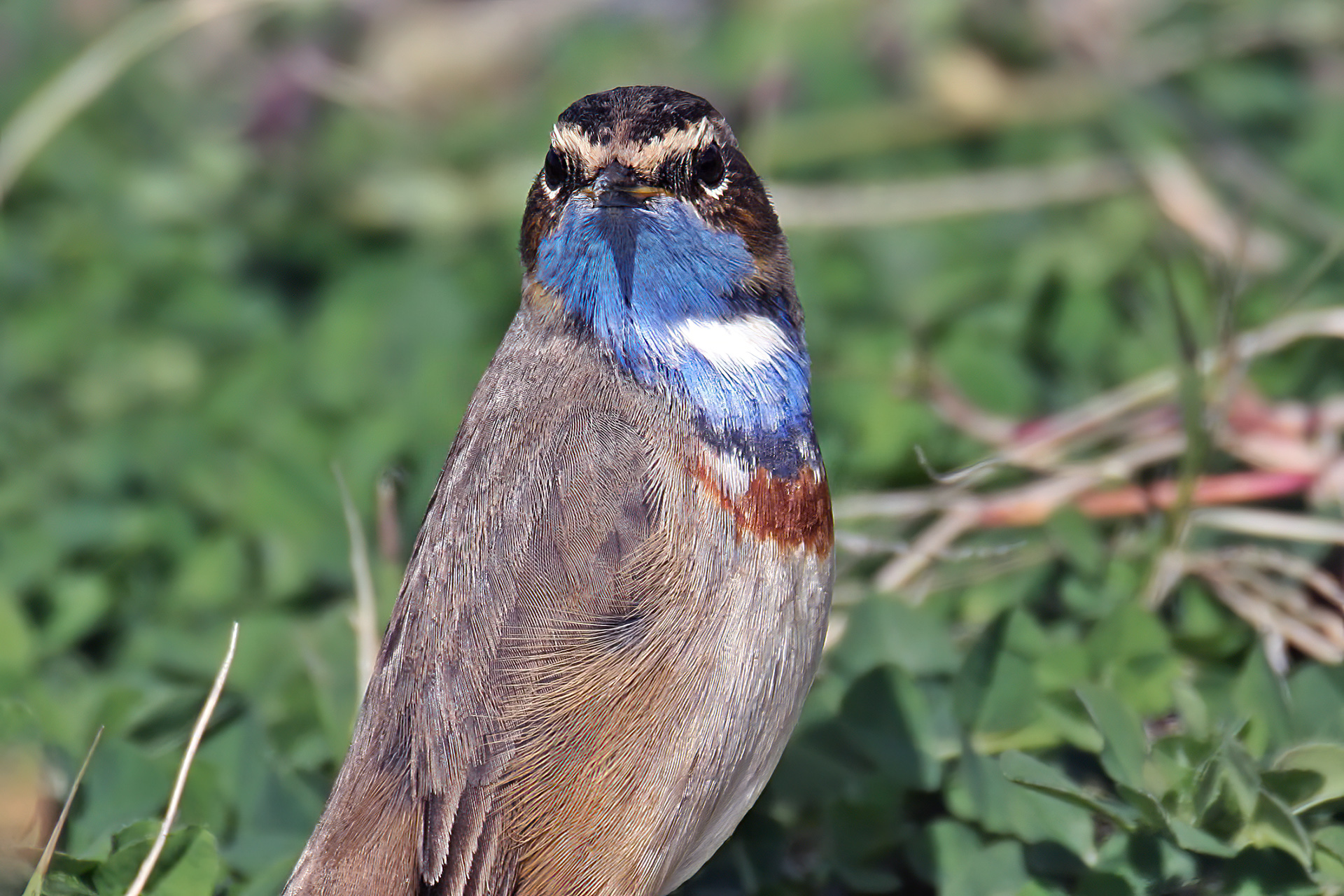 Bluethroat